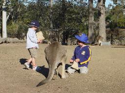 2007-08-05 Feeding the Kangaroos

Click for more pictures in this series